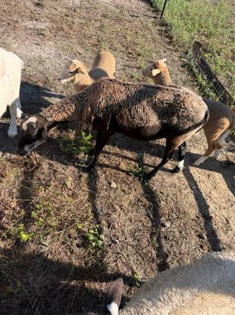 Sheep Goat 1