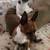 All 4 dogs went to good homes  thank you 1 thumbnail