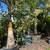 PALMS: Foxtails, Alexanders, Adonidias, and other plants 7 thumbnail