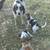 BEAGLE PUPS 16 thumbnail
