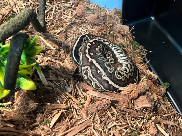Snake and enclosure (Altoona)63671572791425124