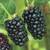 Apache Thornless Blackberry Plants 2 thumbnail