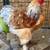 Barahmas and chicks 4 thumbnail