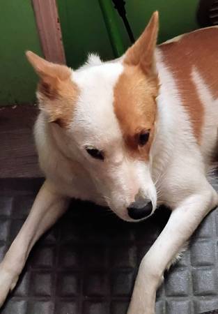 1 1/2 yrs old Spayed female. (Chilcoot)