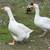 Geese and Laying Ducks for sale 4 thumbnail