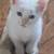 Flame Point Siamese kittens 16 thumbnail