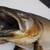 Taxidermy Smallmouth Bass, Salmon 6 thumbnail
