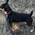 Rat terrier 9 thumbnail