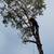 North County Tree Trimming & Removal — Experienced Family Crew 3 thumbnail