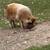 KuneKune Sows - Ready to breed this fall 2 thumbnail