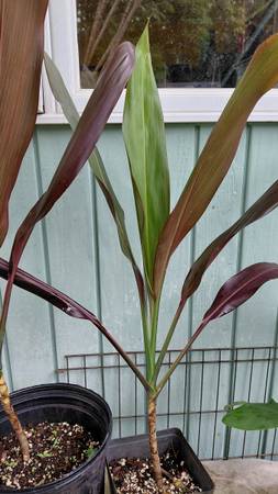 BLACK MAGIC TI PLANT 1