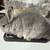 Netherland dwarf 10 thumbnail