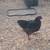 Chocolate Oprphington Roosters 3 thumbnail