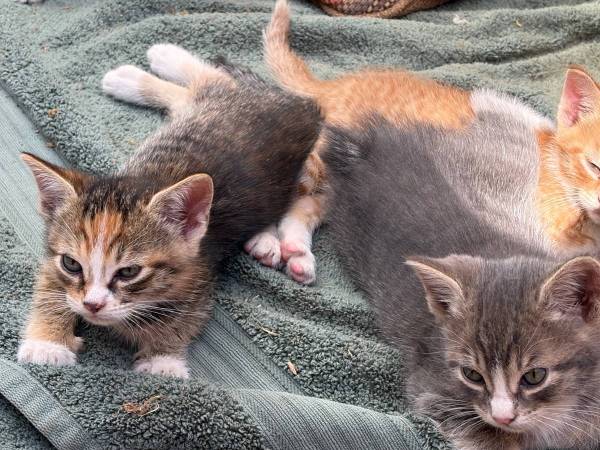 2 gatitas esterilizadas ❤️