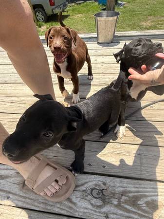 Puppys 1