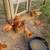 Meat Chickens 3 thumbnail