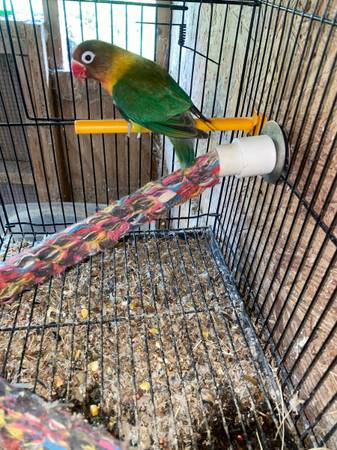 Love bird63499550316547122