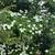 Chinese Dogwood 2 thumbnail