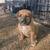 GERMAN SHEPHERD/AMERICAN BULLY CROSS PUPPIES 1 thumbnail