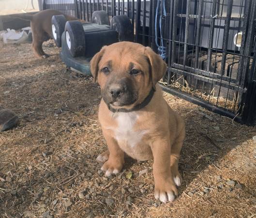 GERMAN SHEPHERD/AMERICAN BULLY CROSS PUPPIES 1