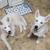 2 White Male Husky Puppies for adoption 5 thumbnail