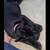 Cane Corso 2 thumbnail
