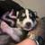 Siberian husky pups 2 thumbnail