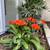 TOP-FLOOR + REMODELED and LARGE 1 bedroom blocks to Burlingame Avenue! 11 thumbnail