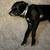 10 year old neutered male Lab Mix 4 thumbnail
