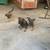 Adopt a puppy- German Shepard mix with Belgian 4 thumbnail