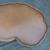 French Provincial Kidney-Shaped Leather-Top Cherry-Wood Coffee Table 6 thumbnail