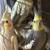 Cocktail birds, very nice and elegant 10 thumbnail