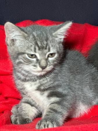 ¡Cinco adorables y mullidos gatitos grises buscan un nuevo hogar amoroso! (Portland)63842530489729122