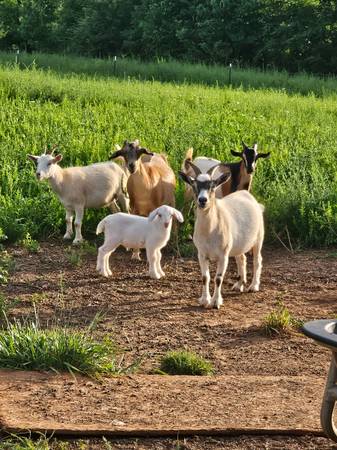 Nigerian dwarf goats 1