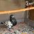 Pigeon sell 5 thumbnail
