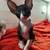 Cornish Rex Kittens 16 thumbnail