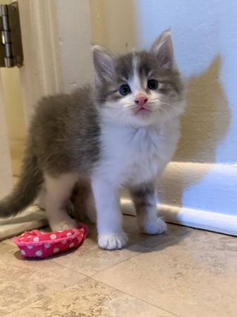 Fluffy kitty meow meow (rehoming fee applies) (Falls Church)63795962985089120