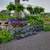 Emerald Green Arborvitae $8.99 most 2ft + 15 thumbnail