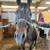 17 year old gelding 9 thumbnail