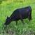 Miniature Cow 2 thumbnail