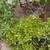 Jade plants 2 thumbnail