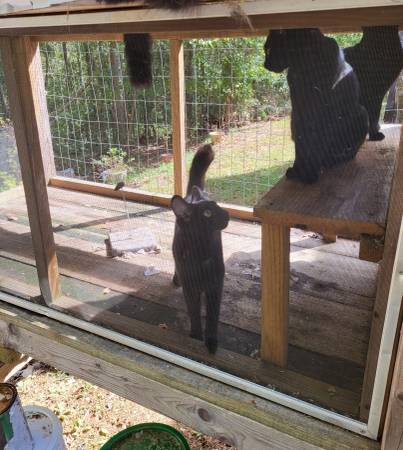 Window Cat Box (Dahlonega)63922481795715122