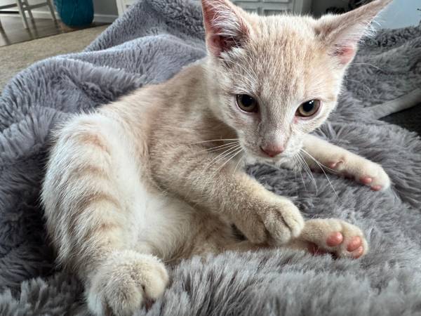Kitten 1