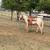 Perlino solid stallion 5 thumbnail
