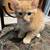 Kittens 6 thumbnail
