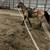 Nice buckskin mare 1 thumbnail