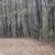 120± Acres – Timber & Hunting Tract – Income Producing Land 9 thumbnail