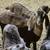 Doeling goats 2 thumbnail