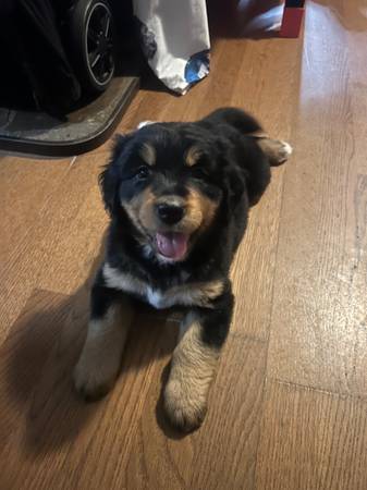 rehoming con pequeña tarifa de adopción GoldenMountain (Seattle)63800651821313121