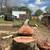 Tree services 9 thumbnail